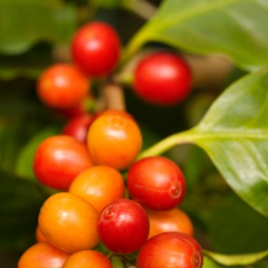 Coffee Cherries